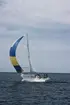 Albin Vega seglar för spinnaker.