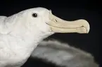 Albatross