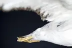 Albatross