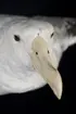 Albatross