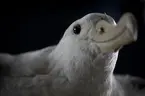 Albatross