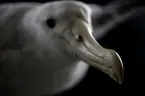 Albatross