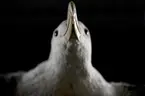 Albatross