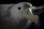 Albatross