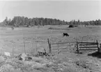 Båtsmanstorpet nr 80 Brohjelte
Äng ost om stugan