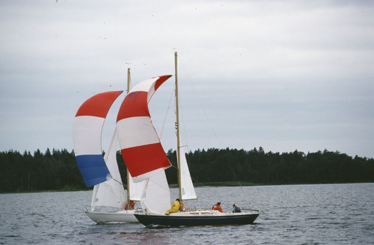 Kappsegling med IF-båtar.
