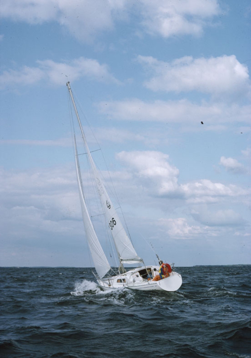 Scampi 30