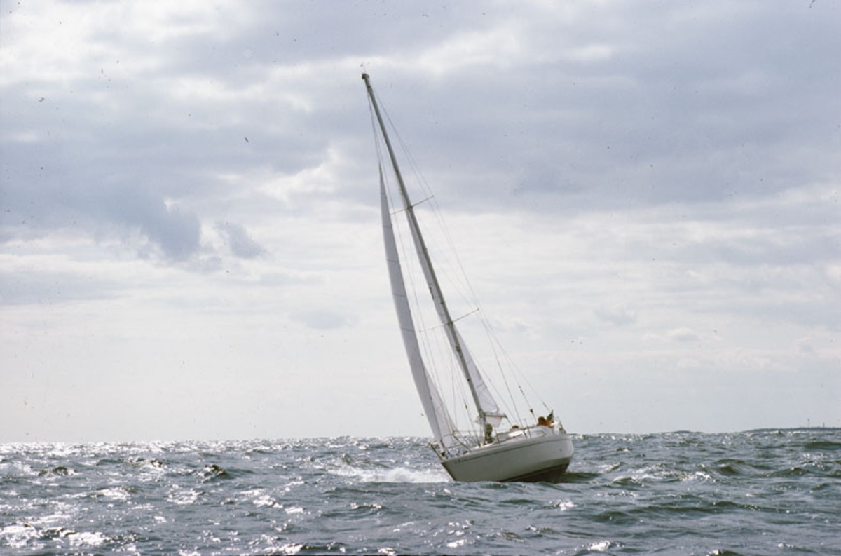 Scampi 30
