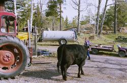 Kor av rasen Aberdeen Angus.


Martina Högberg
Ekobonde på F