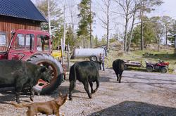 Kor av rasen Aberdeen Angus.


Martina Högberg
Ekobonde på F