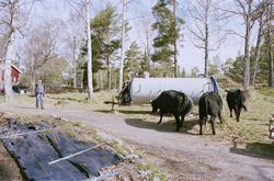 Kor av rasen Aberdeen Angus.


Martina Högberg
Ekobonde på F