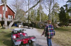 Kor av rasen Aberdeen Angus.


Martina Högberg
Ekobonde på F