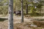 Kor av rasen Aberdeen Angus vid stugbyn på Finnhamn. Hunden Lukas.
Martina Högberg
Ekobonde på Finnhamn
Fotodatum 20030507