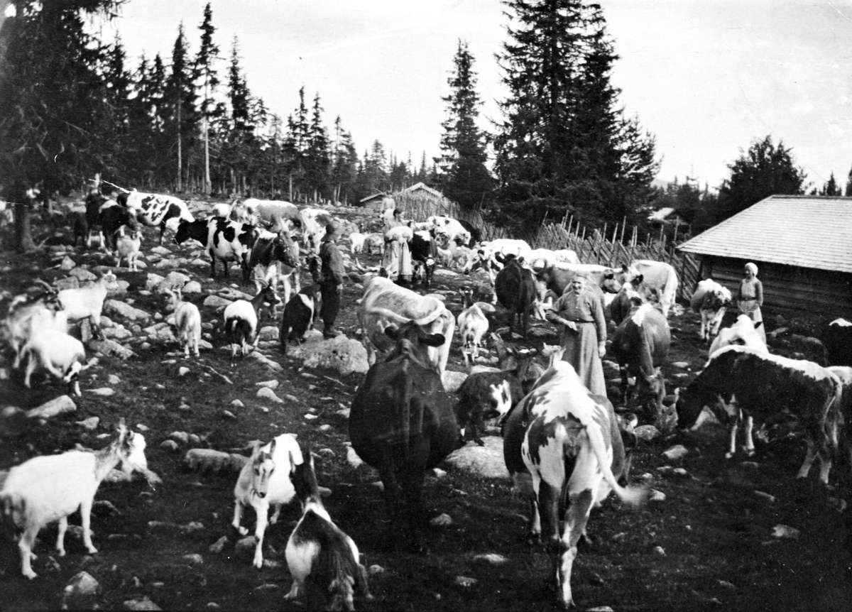 Setervang, kyr, geiter, buskap, husdyr, budeier, Trysil, ukjent.