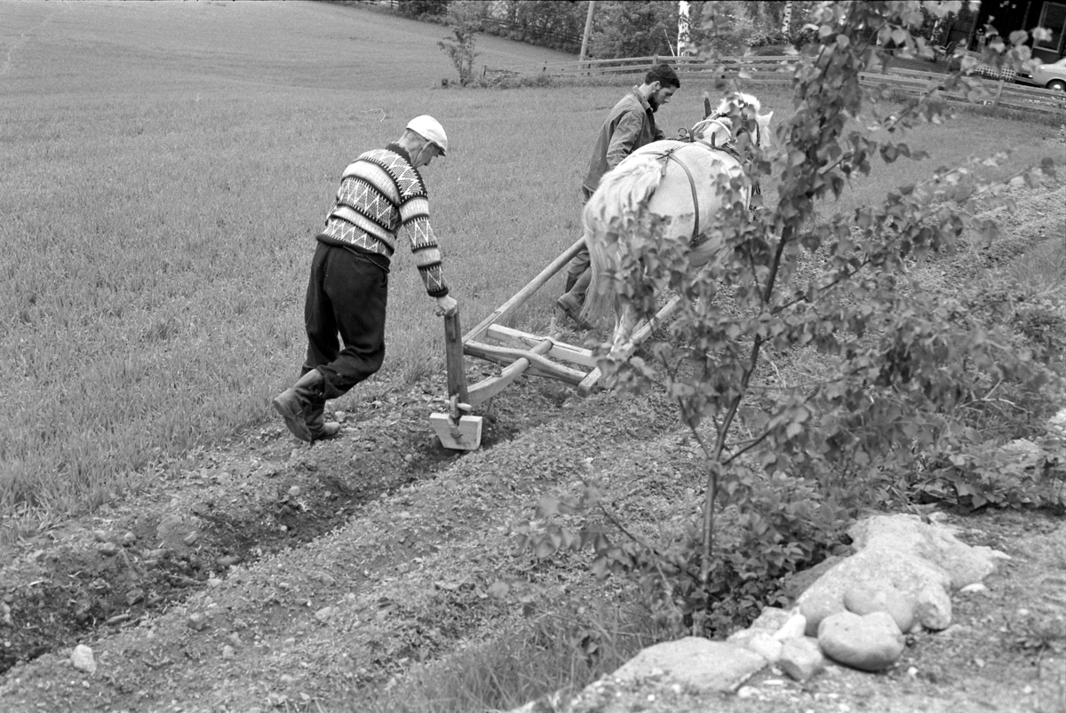 Fossengen nordre, gnr. 338, bnr. 3, Vallset, Stange. Potethypping med hest og ard. Hesteredskap. Hest med seletøy.  T.h Oddmund Rønningsbakken f.1946.