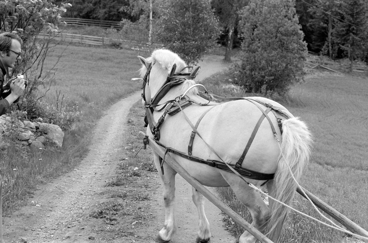 Fossengen nordre, gnr. 338, bnr. 3, Vallset, Stange. Pløying med hest og ard. Hesteredskap. Hest med seletøy.