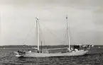 M/S MERRY.