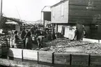 Smögens Fiskehamn omkring år 1920.
God fångst av fisk med därtill hörande arbete med rensning och insaltning i tunnor.