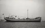 M/S INGOLF. Fotot taget den 21/4 1964 i Åhus.