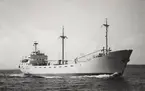 M/S KOLGA. Fotot taget den 29/6 1964 i Öresund.