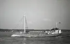 M/S TAMORA. Bilden tagen den 29/6 1964 i Öresund.