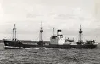 Lastångfartyget ARATON av Stockholm i Öresund 14.8.1965.
