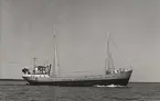 Lastmotorfartyget FINN av Bleket (Bohuslän) i Åhus 17.7.1965.