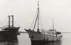 Lastmotorfartyget PRINS KNUD av Göteborg i Köpenhamn 14.10.1965.