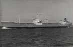 Tankmotorfartyget AMPHION av Stockholm på sin jungfruresa 1953.