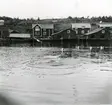 Ångermanland, Trysunda. Efter avslagningen av strömmingen kastas otjänlig fisk ut i hamnbassängen,
som fylls med dykande måsar.
Fotot från 1940-talet.