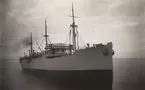 Lastmotorfartyget SELANDIA av Köpenhamn i Åhus hamn den 6 juli 1920.