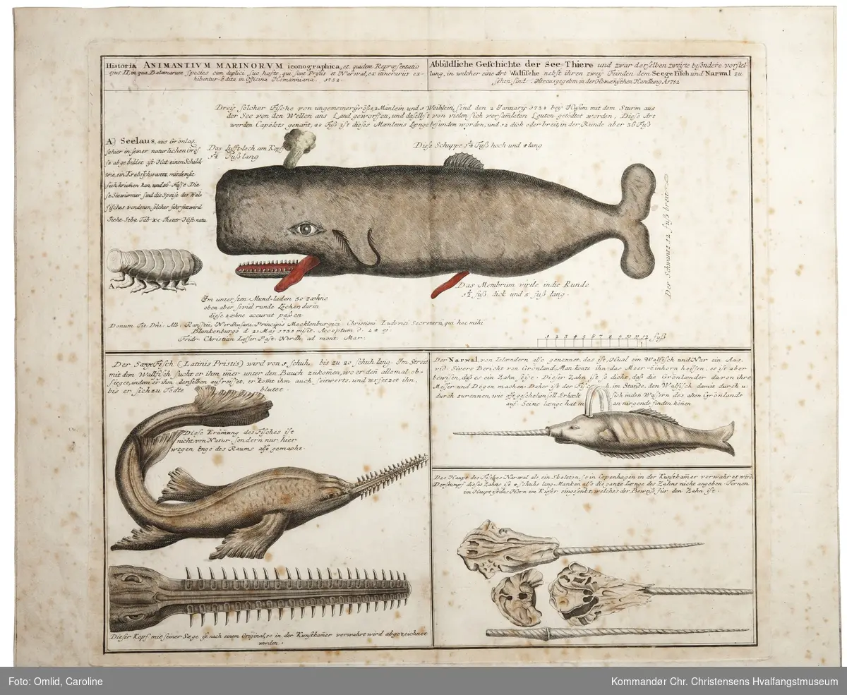 Spermasetthval, sjølus, sagfisk, narhval og narhvalkranier.