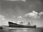 M/S TORRENS. Foto taget den 3.5.1960.