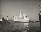 M/S HÖEGH BANNIERE. Foto från Köpenhamn september 1962.