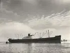 M/S MARGRETHE BAKKE. Foto från Köpenhamn mars månad 1962.