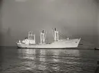 M/S HÖEGH BISCAY. Foto från Köpenhamn april 1962.