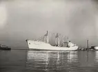 M/S HÖEGH BISCAY. Foto från Köpenhamn april 1962.