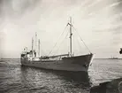 M/S H.J.KYVIG. Foto från Köpenhamn den 20.11.1961.