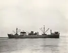 M/S KONGSFJORD. Foto från Köpenhamn 1956.