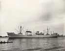 M/S KONGSFJORD. Foto från Köpenhamn 1956.