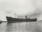 M/S TENNESSEE. Foto från Köpenhamn juli månad 1957.