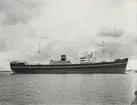 M/S TENNESSEE. Foto från Köpenhamn juli månad 1957.