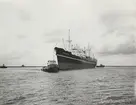 M/S TENNESSEE. Foto från Köpenhamn juli månad 1957.