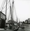 Från Simrishamns hamn, 1953.