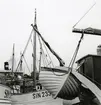 Från Simrishamns hamn, 1953.