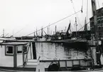 Från Simrishamns hamn, 1953.