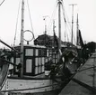 Från Simrishamns hamn, 1953.