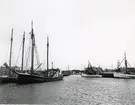 Från Simrishamns hamn, 1953.