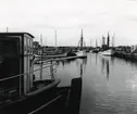 Från Simrishamns hamn, 1953.