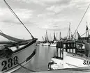 Från Simrishamns hamn, 1953.